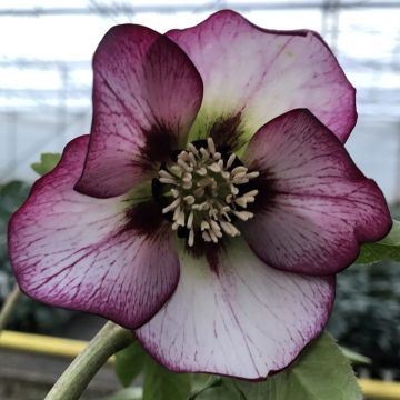 Helleborus orientalis Frozen Sven