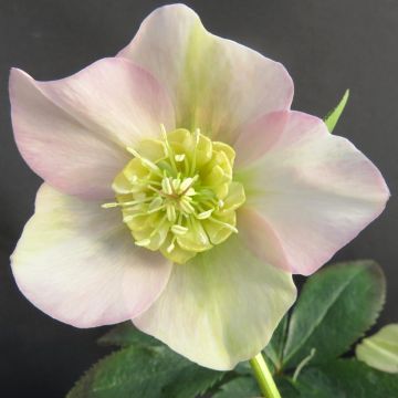 Helleborus orientalis Grace Elizabeth