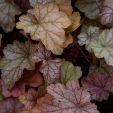 Heuchera Vienna - Purpurglöckchen