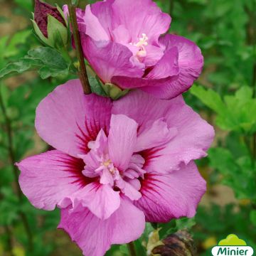 Garten-Hibiscus Eruption - Hibiscus syriacus