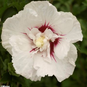 Garten-Hibiscus French point - Hibiscus syriacus