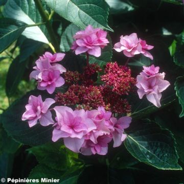 Hydrangea macrophylla Etoile Violette - Bauernhortensie