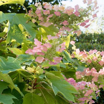 Eichenblatt-Hortensie Back Porch - Hydrangea quercifolia