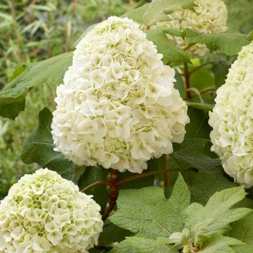 Eichenblatt-Hortensie Tara - Hydrangea quercifolia