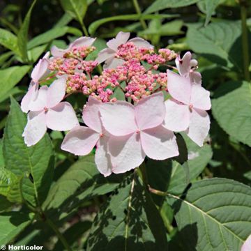 Hydrangea serrata Grayswood - Tellerhortensie