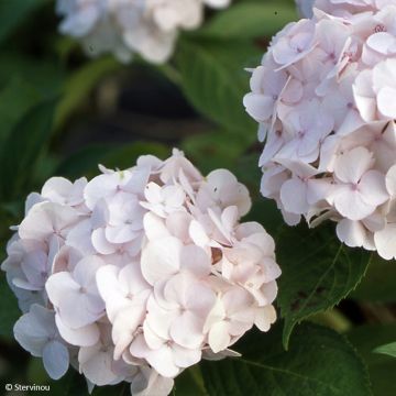 Hydrangea macrophylla Rahic - Bauernhortensie