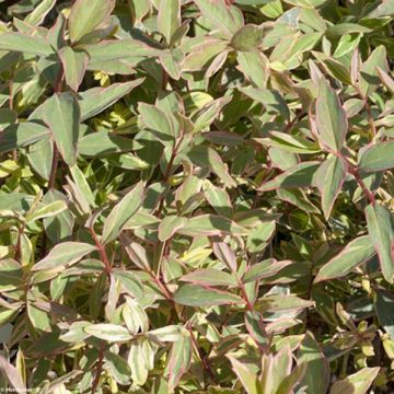 Hypericum moserianum Tricolor - Johanniskraut