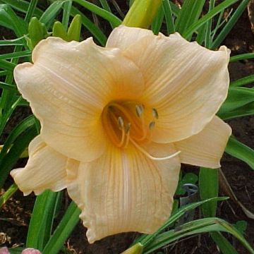 Hemerocallis Annie Welch - Taglilie