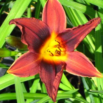 Hemerocallis Black Prince - Taglilie