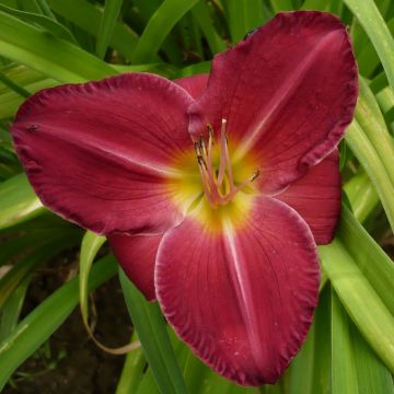 Hemerocallis Charles Johnson - Taglilie