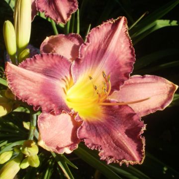 Hemerocallis Chicago Knobby - Taglilie