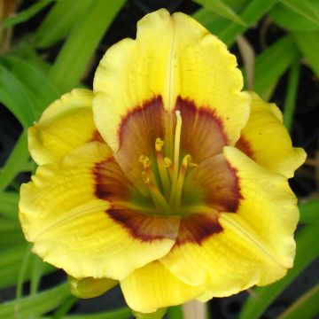 Hemerocallis Jason Salter - Taglilie