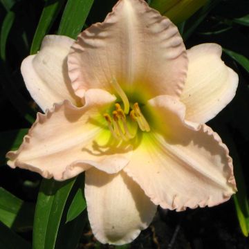 Hemerocallis Lullaby Baby - Taglilie