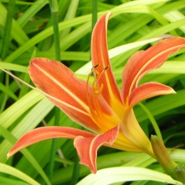 Hemerocallis Margaret Perry - Taglilie