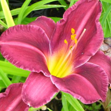 Hemerocallis Olive Bailey Langdon - Taglilie