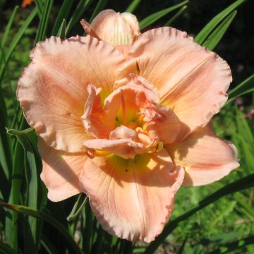 Hemerocallis Siloam Double Classic - Taglilie