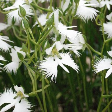 Habenaria radiata Variegata - Weiße Vogelblume