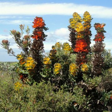 Hakea victoria - Nadelkissen