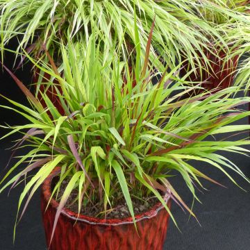 Hakonechloa macra Beni-Kaze - Japangras