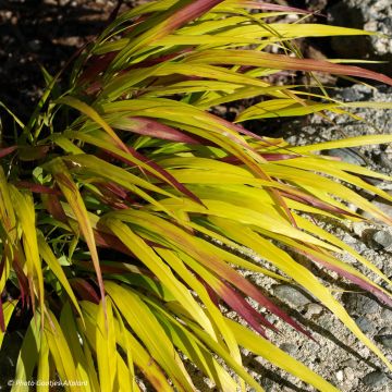 Hakonechloa macra Sunflare - Herbe du Japon