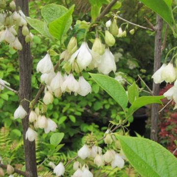 Halesia carolina - Maiglöckchenbaum