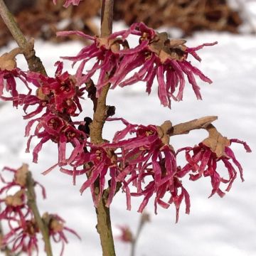 Frühlings-Zaubernuss Washington Park - Hamamelis vernalis