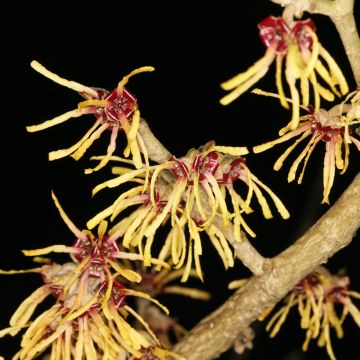 Hamamelis (x) intermedia Cyrille - Noisetier de sorcière