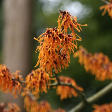 Zaubernuss Aphrodite - Hamamelis intermedia