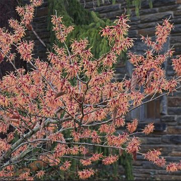 Zaubernuss Feuerzauber - Hamamelis intermedia