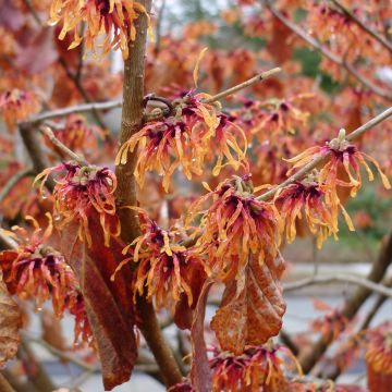 Zaubernuss Jelena - Hamamelis intermedia