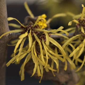 Zaubernuss Westerstede - Hamamelis intermedia