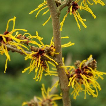 Zaubernuss Barmstedt Gold - Hamamelis intermedia