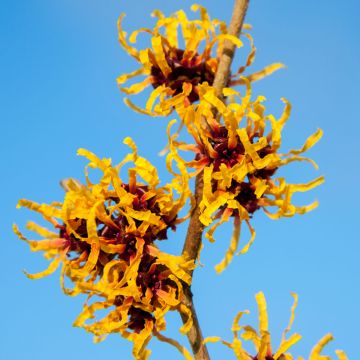 Hamamelis x intermedia Orange Beauty - Noisetier de sorcière