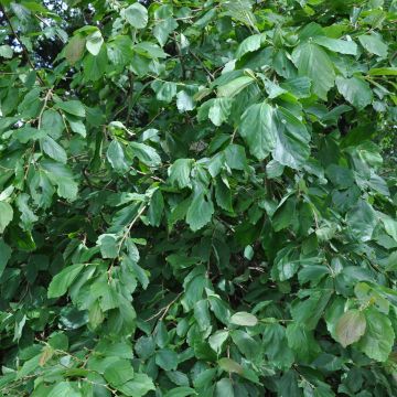 Japanische Zaubernuss Pendula - Hamamelis japonica