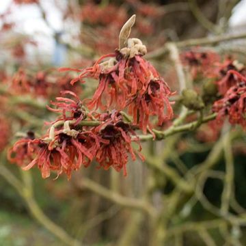 Hamamelis intermedia Ruby Glow - Noisetier de sorcière