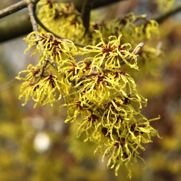 Virginische Zaubernuss - Hamamelis virginiana