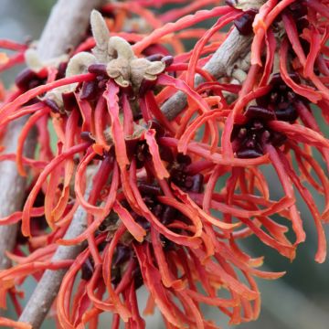 Zaubernuss Rubin - Hamamelis intermedia