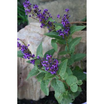 Hardenbergia violacea Regent