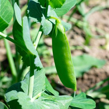 Garten-Bohne Coco Blanc