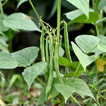 Haricot nain à filet Delinel - Phaseolus vulgaris