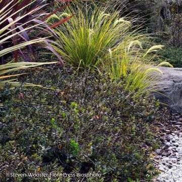 Hebe albicans Red Edge - Strauchveronika