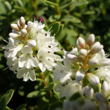 Hebe pinguifolia Sutherlandii - Strauchveronika