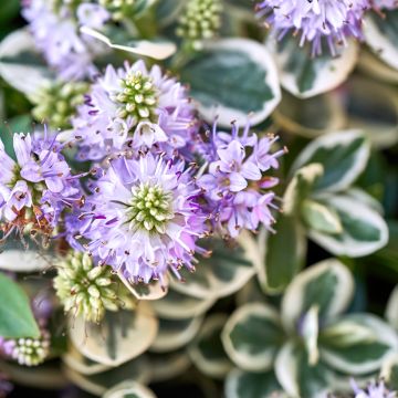 Hebe andersonii Variegata - Strauchveronika