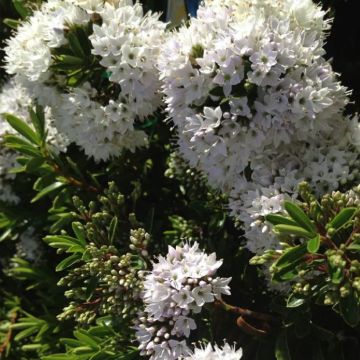 Hebe buxifolia  - Strauchveronika