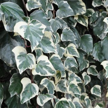 Lierre des Canaries - Hedera algeriensis Gloire de Marengo