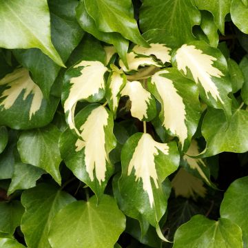 Hedera colchica Sulphur Heart - Kaukasus Efeu