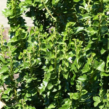 Lierre commun arbustif - Hedera helix Erecta