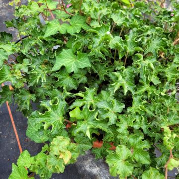 Efeu Tango - Hedera helix 