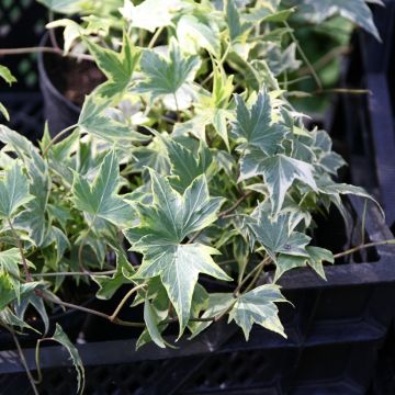 Goldlaubiger Efeu Yellow Ripple - Hedera helix