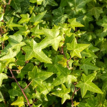 Efeu Shamrock - Hedera helix